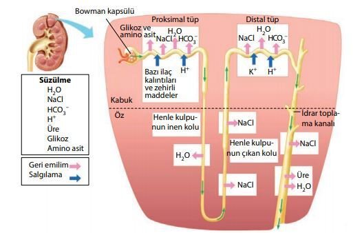 Böbreklerde süzülme, geri emilim ve salgılama olaylarının gerçekleşmesi