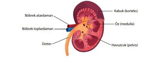 Böbreğin yapısı