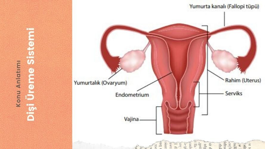 Dişi Üreme Sistemi