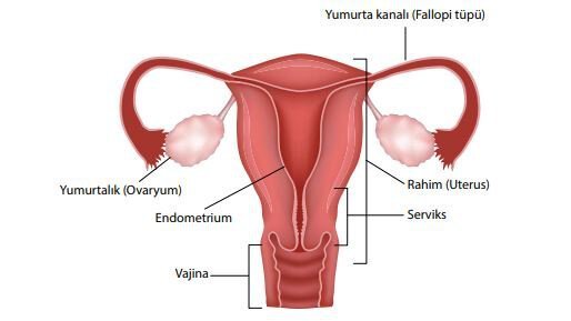 Dişi Üreme Sisteminin Yapısı