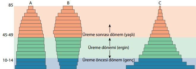 Farklı İnsan Popülasyonlarının Yaş Piramitleri