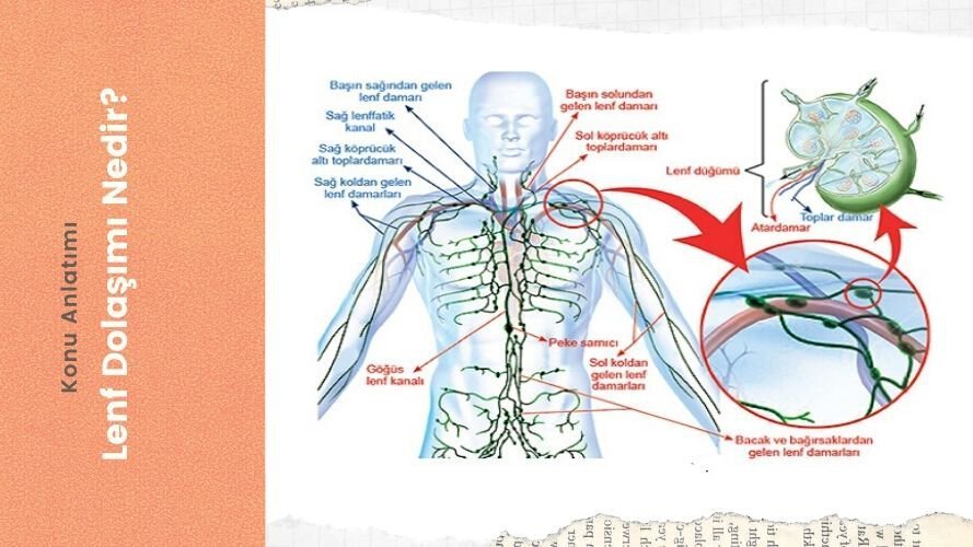 Lenf Dolaşımı Nedir