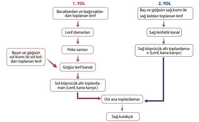 Lenf sıvısının kan dolaşımına katılırken izlediği yollar