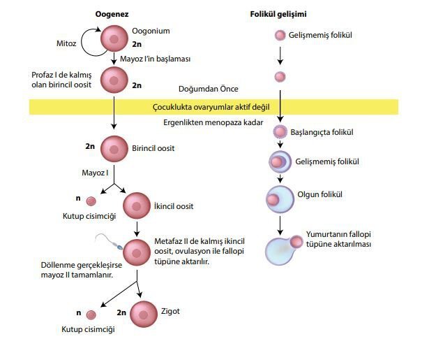 Oogenez ve folikül gelişimi