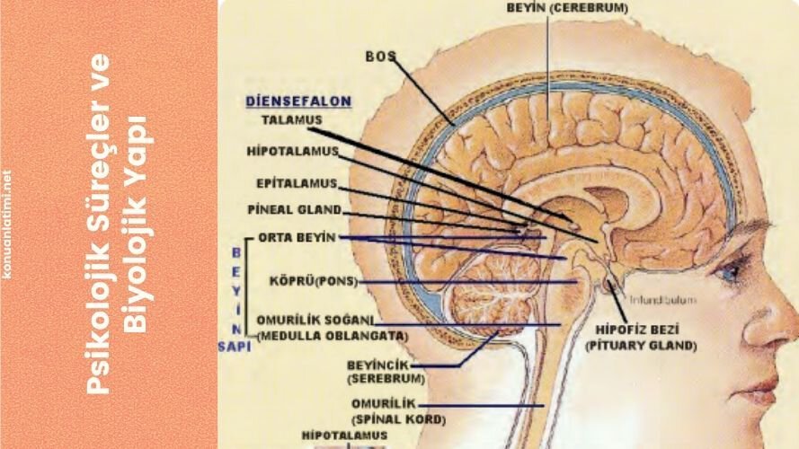 Psikolojik Süreçler ve Biyolojik Yapı