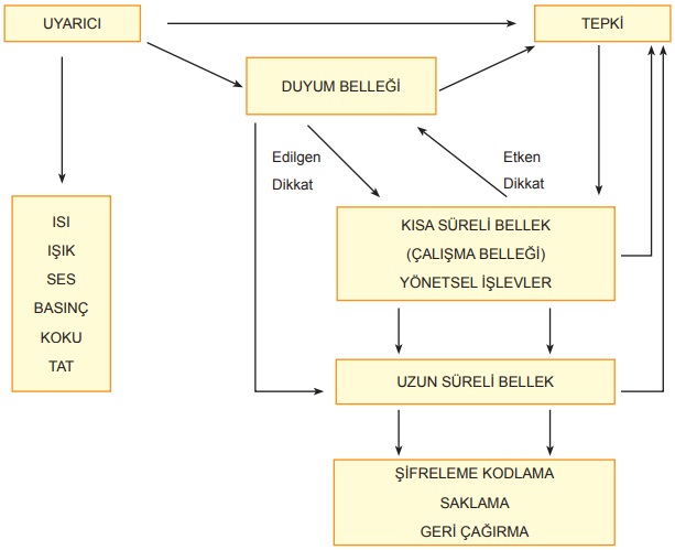 Psikolojinin Temel Süreçleri şeması