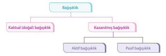 İnsanda bağışıklığın kazanılma yolları