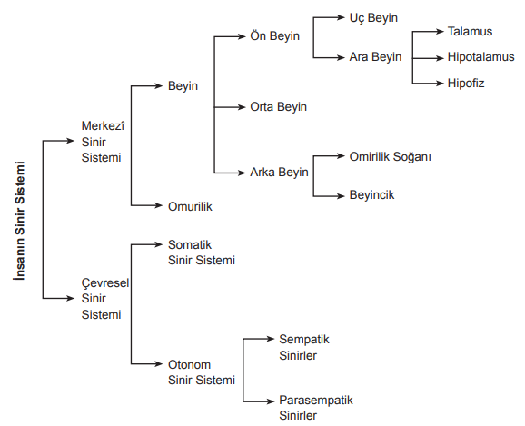 İnsanın sinir sistemi şema