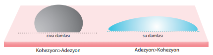 Cıva ve su damlasının kohezyon ve adezyon kuvvetleri arasındaki ilişki